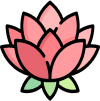 pink-lotus